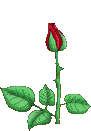 Budding Rose